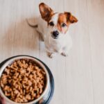 Beste graanvrij hondenvoer 2022
