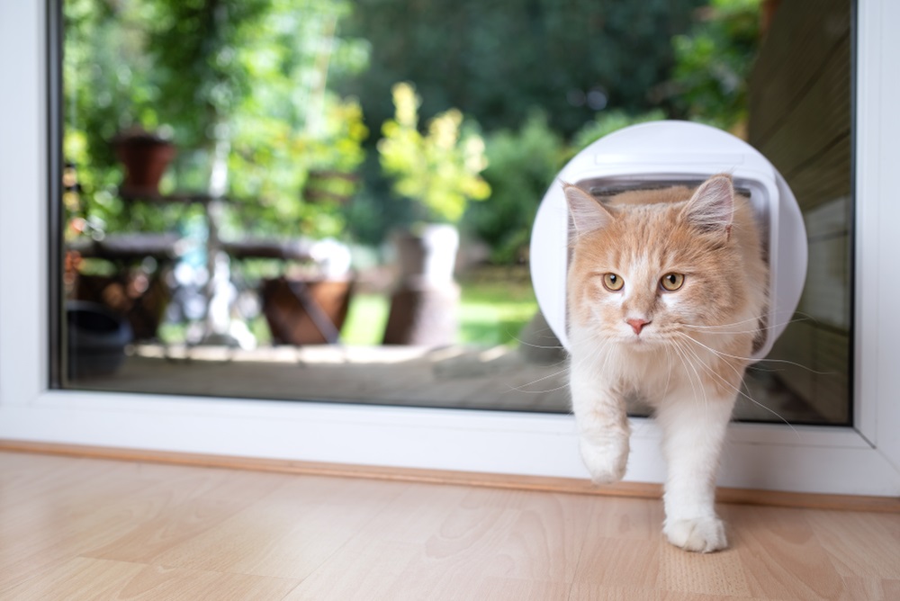 halen Misschien Kader Beste Kattenluik Tochtvrij 2023: Onze Top 10 Kattenluiken Tochtvrij